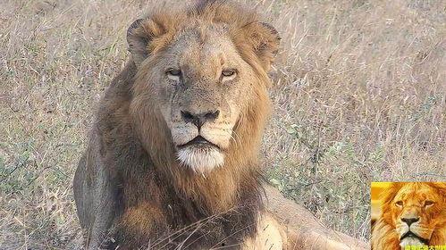 雄狮(原声版),勇闯非洲草原的王者传奇